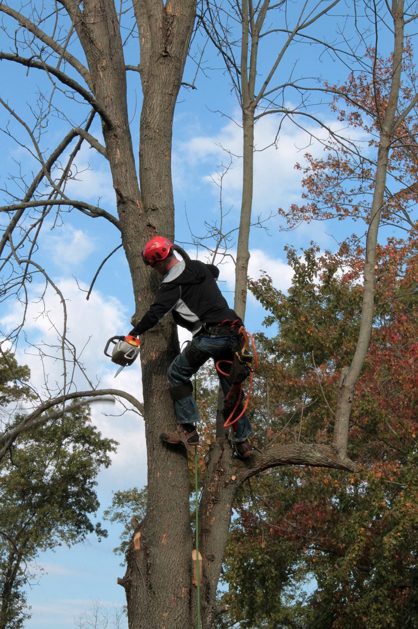 Arboriculture, Career Pathway certificate