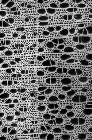 cross section of birch wood